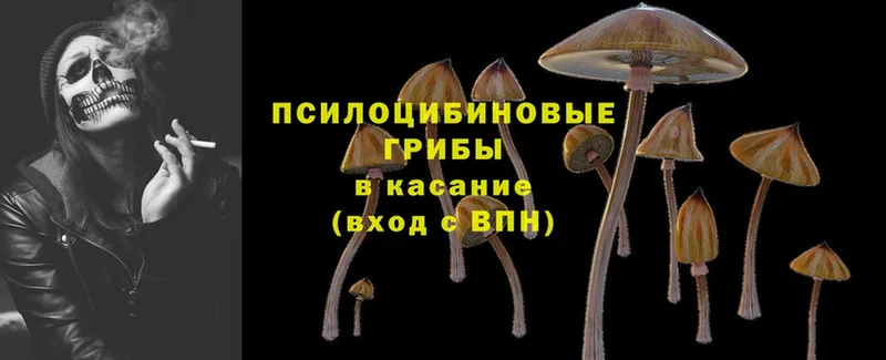 OMG tor  магазин  наркотиков  Менделеевск  Галлюциногенные грибы Psilocybe 